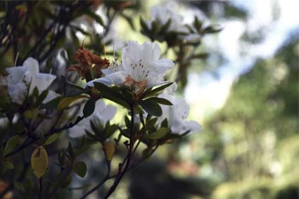 flores blancas