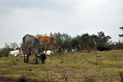 Vacas