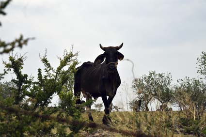 Toro negro